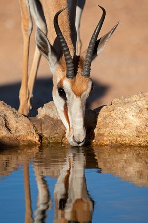 Portrait of a springbok antelope (Antidorcas marsupialis) drinking water, Kalahari desert, South Africaの写真素材