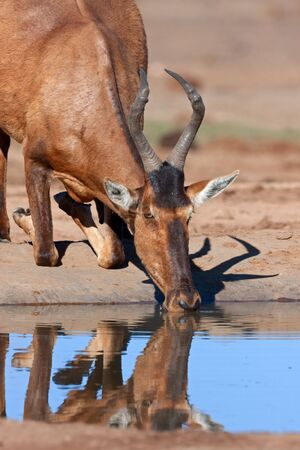 Red hartebeest (Alcelaphus buselaphus) drinking water, South Africaの写真素材
