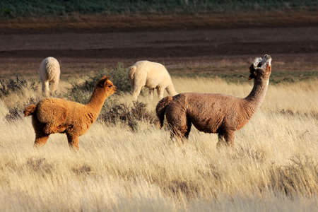 Alpacas (Vicugna pacos), domesticated species of South American camelidの写真素材