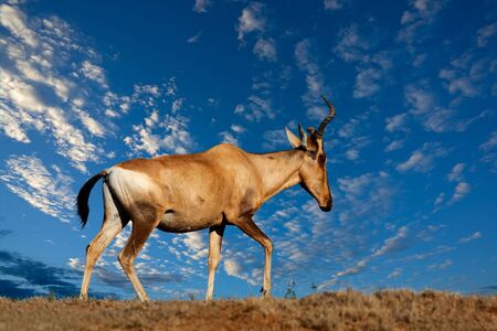 Red hartebeest (Alcelaphus buselaphus) against a blue sky with clouds, South Africaの写真素材