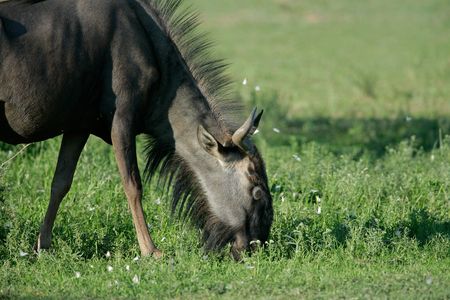 Blue wildebeest (Connochaetes taurinus) grazing on green grass with butterflies, South Africaの写真素材