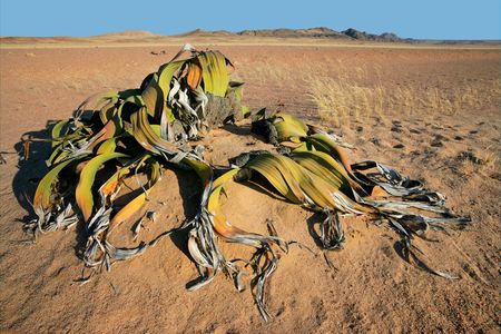 Ancient welwitschia plant (Welwitcshia mirabilis), Namib-Naukluft National park, Namibia, southern Africaの写真素材
