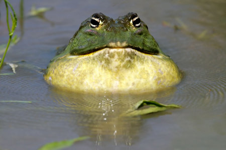 Male African giant bullfrog (Pyxicephalus adspersus) calling, South Africa の写真素材