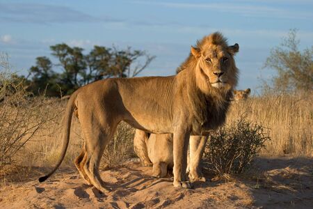 African lions (Panthera leo), Kalahari desert, South Africaの写真素材