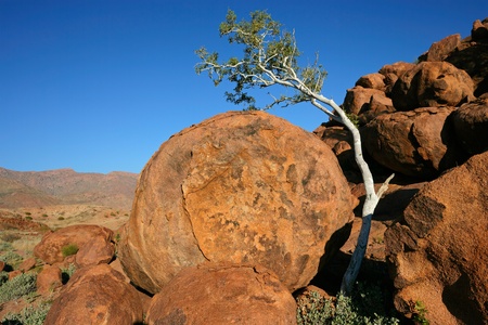 Desert landscape with a tree, granite rocks and blue sky, Namibia, southern Africaの写真素材