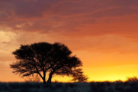Sunset with silhouetted African Acacia tree, Kalahari desert, South Africaの写真素材
