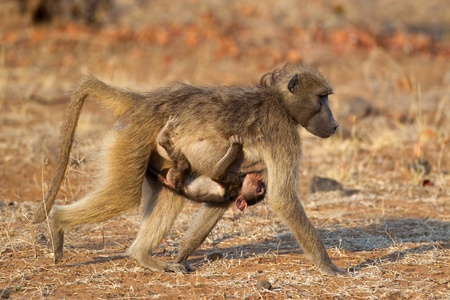 Chacma baboon (Papio hamadryas) with suckling baby, Kruger National Park, South Africaの写真素材