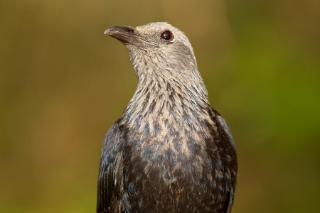 Portrait of an Red-winged starling (Onychognathus morio), South Africaの写真素材