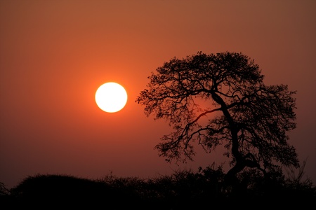 Sunset with silhouetted African savanna trees, Kruger National park, South Africaの写真素材
