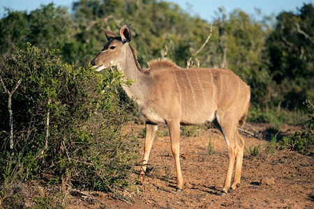 A female kudu antelope (Tragelaphus strepsiceros) feeding on a tree, South Africaの写真素材
