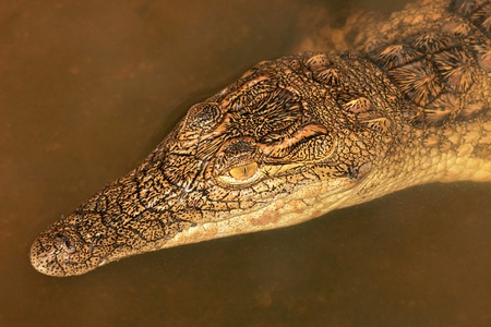 Portrait of a nile crocodile (Crocodylus niloticus) submerged in water, South Africa