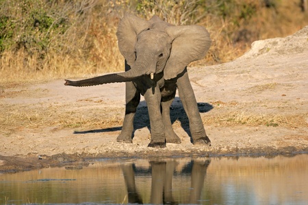 Young African elephant (Loxodonta africana) at a waterhole, South Africaの写真素材