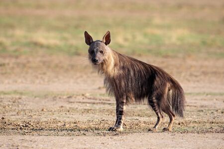 Brown hyena (Hyaena brunnea), Kalahari desert, South Africa の写真素材