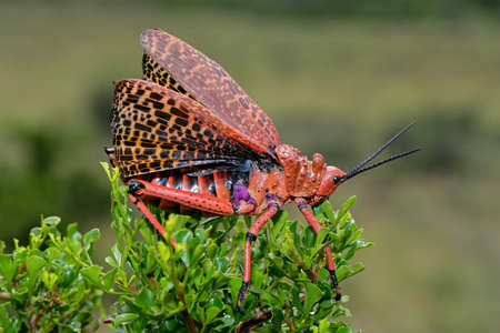 Red pyrgomorphid grasshopper with wing display, South Africa の写真素材