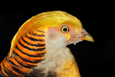 Portrait of a colorful yellow golden pheasant (Chrysolophus pictus) の写真素材