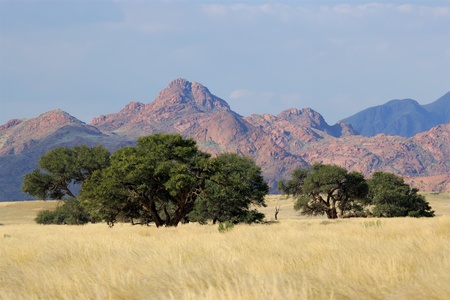 Desert landscape with grasses and African Acacia trees near Sossusvlei, Namibia, southern Africa の写真素材