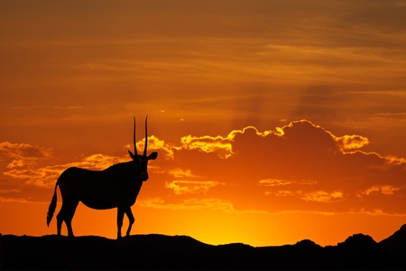 Gemsbok antelope (Oryx gazella) silhouetted against a red sky, Kalahari desert, South Africa の写真素材