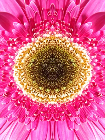 Close-up of a pink gerbera flower  の写真素材