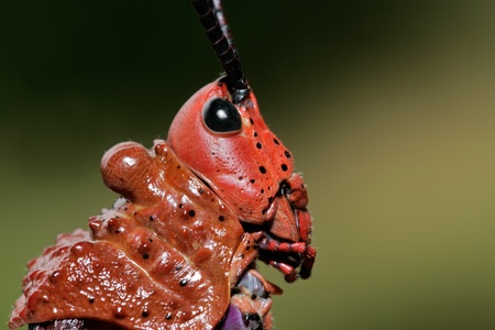 Portrait of a red pyrgomorphid grasshopper, South Africa の写真素材