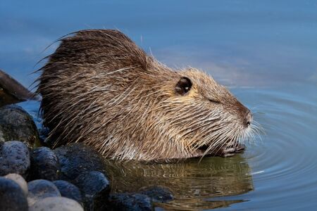 Coipo (Myocastor coypus) feeding in shallow water, South America
