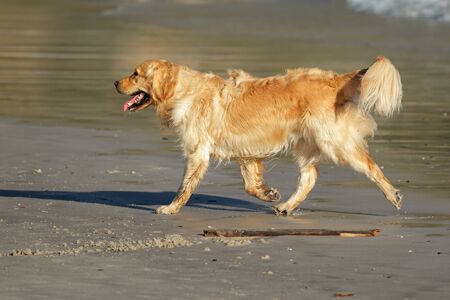 Golden retriever running and playing on the beach
の写真素材