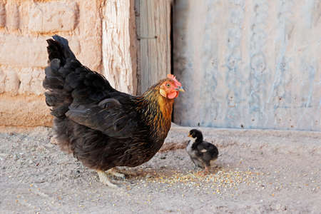 Hen with chicks on a rural farmの写真素材