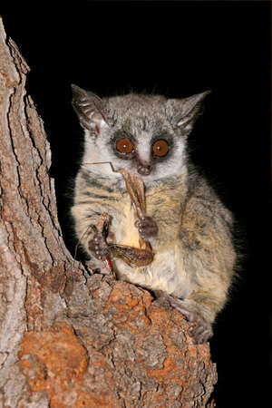 Nocturnal Lesser Bushbaby (Galago moholi) with insect prey, South Africaの写真素材