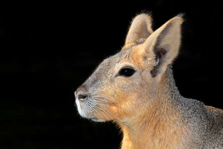 Portrait of a Patagonian mara (Dolichotis patagonum), Argentinaの写真素材