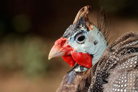 Close-up portrait of a Helmeted guineafowl (Numida meleagris), South Africaの写真素材