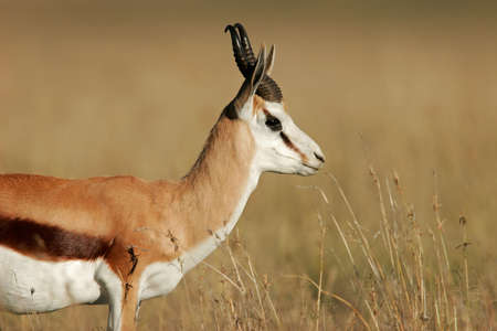 A springbok antelope (Antidorcas marsupialis), South Africaの写真素材