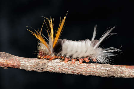A hairy caterpillar on a branch against a dark background