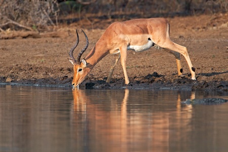 Male impala antelope (Aepyceros melampus) drinking water at a waterhole, Kruger National Park, South Africaの写真素材