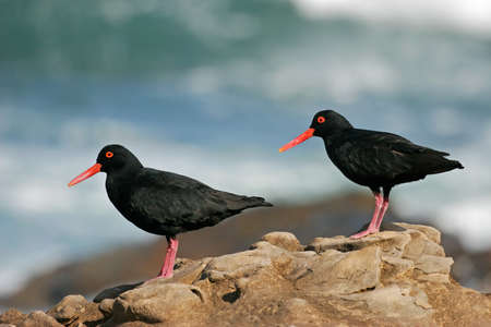 Pair of African black oystercatchers (Haematopus moquini) on coastal rocks, South Africa の写真素材