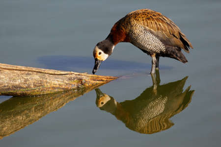 African white-faced duck (Dendrocygna viduata),South Africa の写真素材