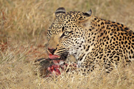 Male leopard (Panthera pardus) feeding on its prey, Sabie-Sand nature reserve, South Africa の写真素材