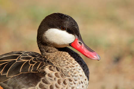 Portrait of a red-billed teal (Anas erythrorhyncha), southern Africa の写真素材