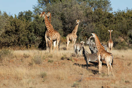 Group of giraffe (Giraffa camelopardalis) and  Plains Zebras (Equus quagga), South Africaの写真素材