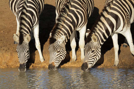 Plains (Burchell's) Zebras (Equus quagga) drinking water, Mkuze game reserve, South Africa の写真素材