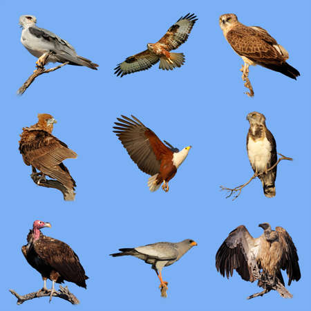 Collection of various species of African birds of prey on a blue sky background 