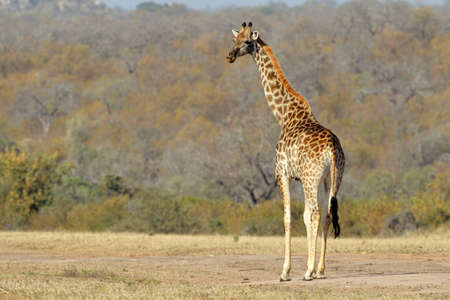 Giraffe (Giraffa camelopardalis) in the African savannaの写真素材