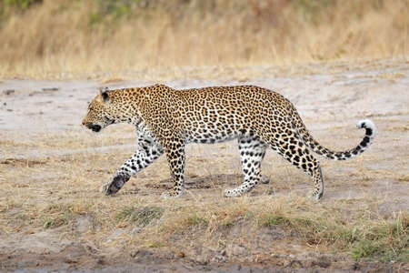 Male leopard (Panthera pardus) walking, Sabie-Sand nature reserve, South Africa
