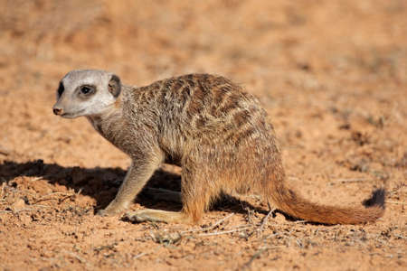 Meerkat (Suricata suricatta) foraging for food, South Africaの写真素材