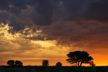 Sunset with silhouetted African Acacia trees, Kalahari desert, South Africaの写真素材