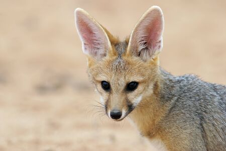 Portrait of a Cape fox  Vulpes chama , Kalahari desert, South Africaの写真素材