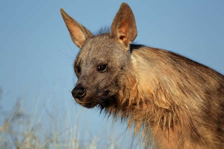 Portrait of a brown hyena  Hyaena brunnea  against a blue sky, Kalahari desert, South Africaの写真素材