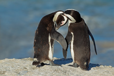 Pair of African penguins - Spheniscus demersus, Western Cape, South Africaの写真素材
