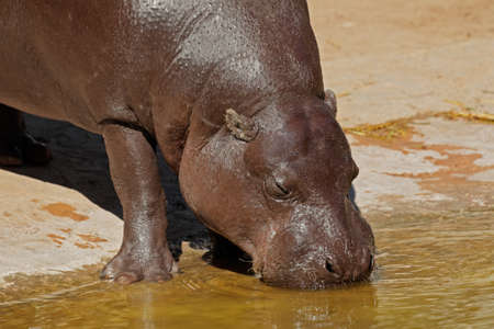 Portrait of a Pygmy hippopotamus - Choeropsis liberiensis