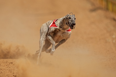 Greyhound at full speed during a race
の写真素材