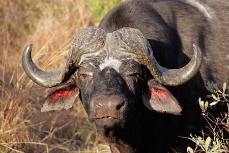 Portrait of a African or Cape buffalo bull (Syncerus caffer), South Africa