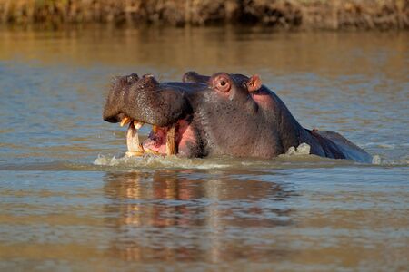 Aggressive Hippopotamus (Hippopotamus amphibius) with open mount in water, South Africaの写真素材